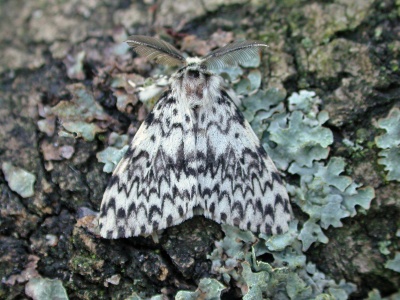 black arches (Lymantria monacha) Kenneth Noble